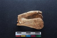 梅花鹿骨藏品圖，第1張