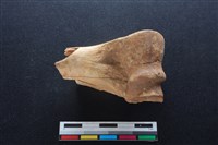 梅花鹿骨藏品圖，第2張