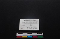 梅花鹿骨藏品圖，第3張