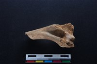 梅花鹿骨藏品圖，第1張