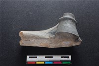 梅花鹿骨藏品圖，第1張