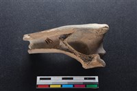 梅花鹿骨藏品圖，第2張