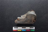 梅花鹿骨藏品圖，第1張