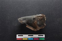 梅花鹿骨藏品圖，第2張