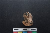 梅花鹿骨藏品圖，第1張