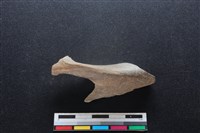 梅花鹿骨藏品圖，第1張