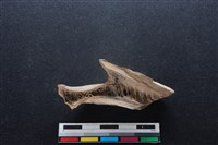 梅花鹿骨藏品圖，第2張