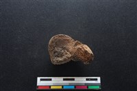 梅花鹿骨藏品圖，第2張