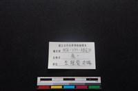 梅花鹿骨藏品圖，第3張