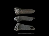 梅花鹿骨藏品圖，第1張