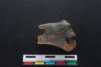 梅花鹿骨藏品圖，第1張