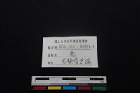 梅花鹿骨藏品圖，第3張