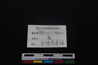 梅花鹿骨藏品圖，第3張