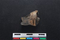 梅花鹿骨藏品圖，第2張