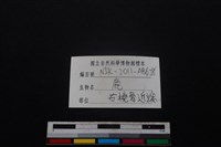 梅花鹿骨藏品圖，第3張