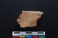 梅花鹿骨藏品圖，第2張