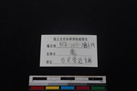 梅花鹿骨藏品圖，第3張