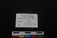 梅花鹿骨藏品圖，第3張