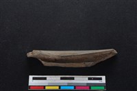 梅花鹿骨藏品圖，第1張