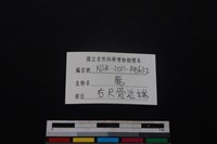 梅花鹿骨藏品圖，第3張