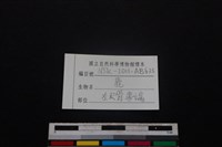 梅花鹿骨藏品圖，第3張