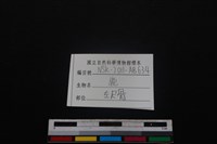 梅花鹿骨藏品圖，第3張