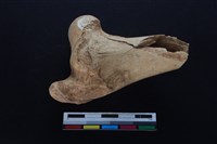 梅花鹿骨藏品圖，第1張