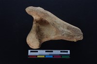 梅花鹿骨藏品圖，第2張