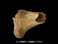 梅花鹿骨藏品圖，第1張