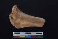 梅花鹿骨藏品圖，第1張