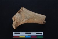 梅花鹿骨藏品圖，第2張