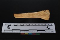 梅花鹿骨藏品圖，第1張