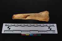 梅花鹿骨藏品圖，第2張