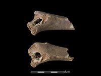 梅花鹿骨藏品圖，第1張