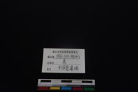 梅花鹿骨藏品圖，第3張
