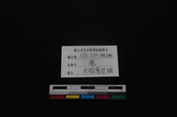 梅花鹿骨藏品圖，第3張