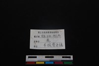 梅花鹿骨藏品圖，第3張