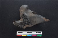 梅花鹿骨藏品圖，第1張