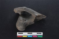 梅花鹿骨藏品圖，第2張