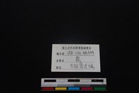 梅花鹿骨藏品圖，第3張