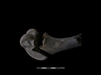 梅花鹿骨藏品圖，第1張