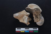 梅花鹿骨藏品圖，第1張