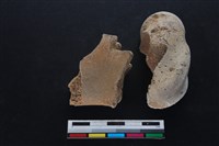 梅花鹿骨藏品圖，第2張