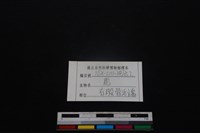 梅花鹿骨藏品圖，第3張