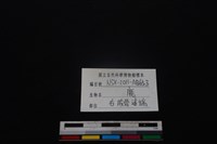 梅花鹿骨藏品圖，第3張