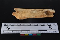 梅花鹿骨藏品圖，第1張