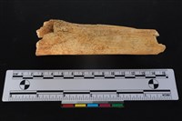 梅花鹿骨藏品圖，第2張