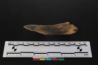 梅花鹿骨藏品圖，第1張