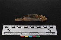 梅花鹿骨藏品圖，第2張