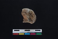 梅花鹿骨藏品圖，第2張